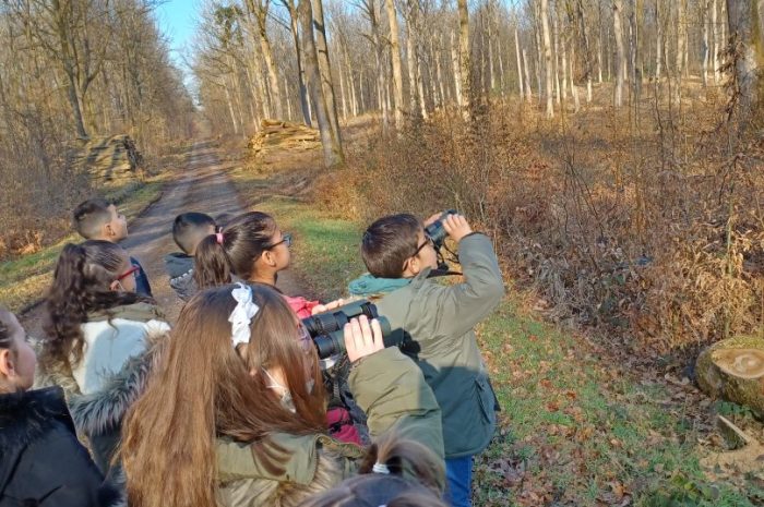 Observons les oiseaux de la forêt