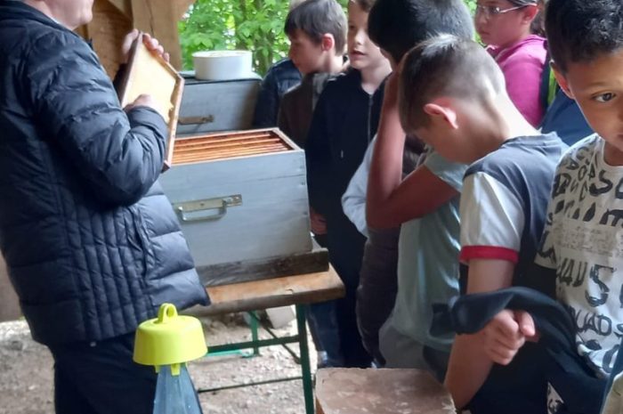 VIVE LES ABEILLES AU PRINTEMPS