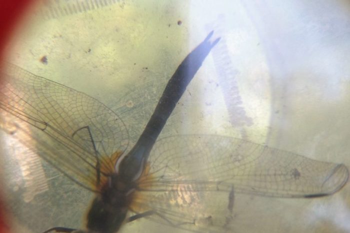 Animation sur les insectes par la maison de la nature