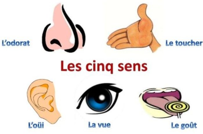 Les cinq sens