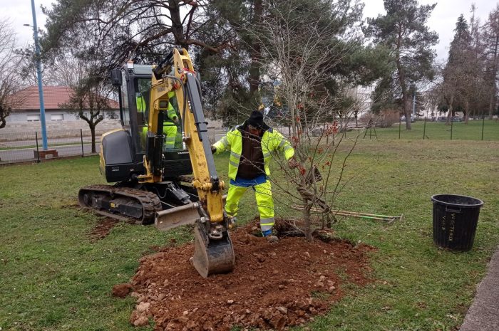Trois nouveaux arbres en maternelle???