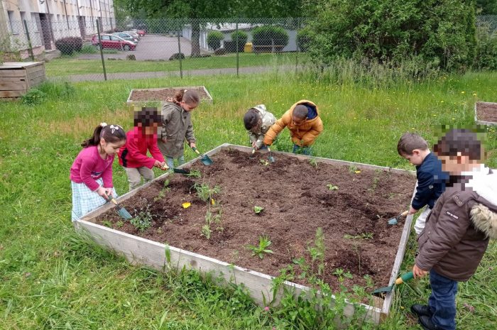 ?Plantations dans notre carré potager?