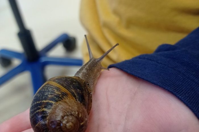 ?Petit élevage de début d&rsquo;année?
