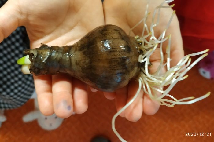des nouvelles des plantations de bulbes