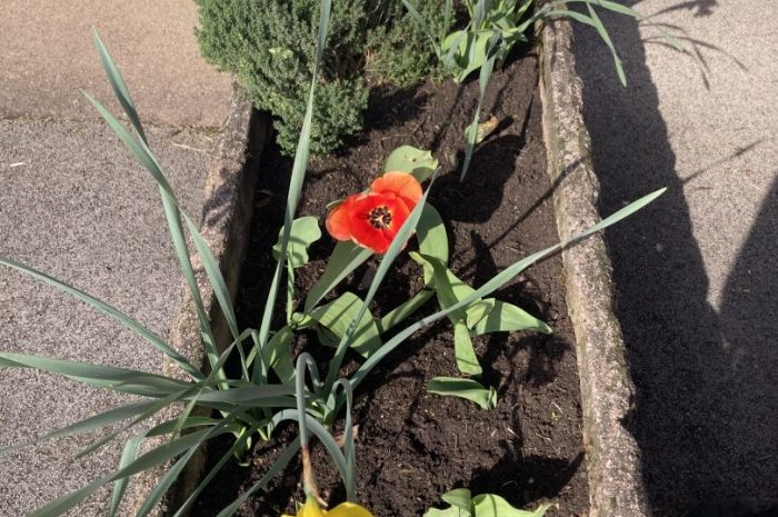 Jardinage chez les CM1 ?