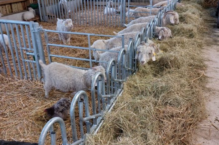 Une journée à la ferme.