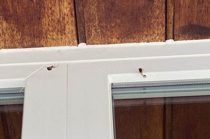 L&rsquo;abeille prise au piège