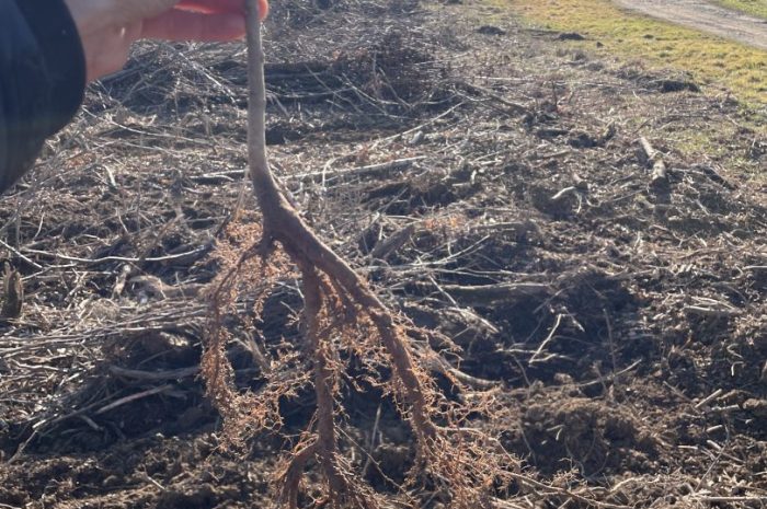 Ecole dehors – 11ème – Plantation d&rsquo;arbres – Projet ONF « Un jeune, un arbre »