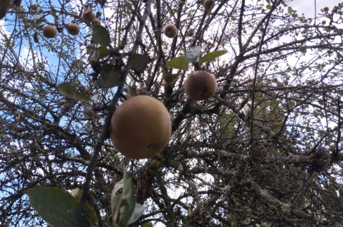 ?Autour de la pomme en PS/MS?