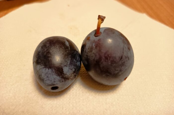 Dégustation d&rsquo;un fruit de fin d&rsquo;été : la prune ?