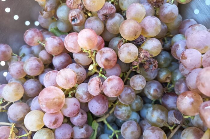 Dégustation d&rsquo;un fruit de fin d&rsquo;été : le raisin?