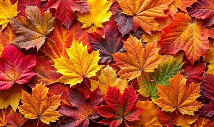 Décoration d&rsquo;automne